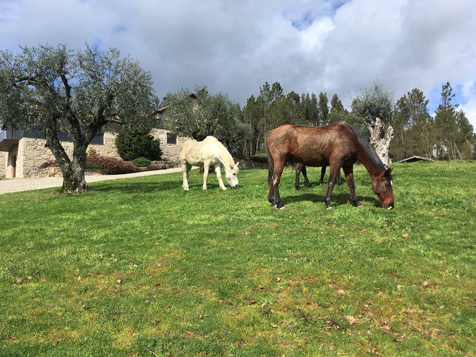 فيزيو Quinta Do Medronheiro Hotel Rural المظهر الخارجي الصورة